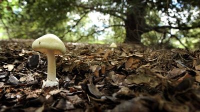 Mushroom Poisoning in Melbourne