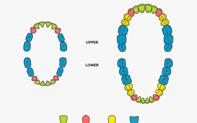 What Are the Different Types of Teeth Called?